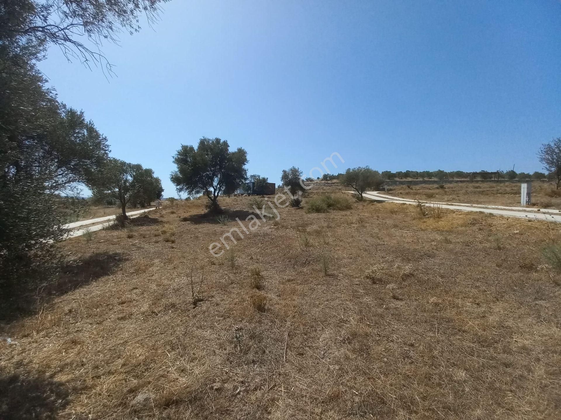 Urla Bademler'de Müstakil Yaşam - Görsel 5