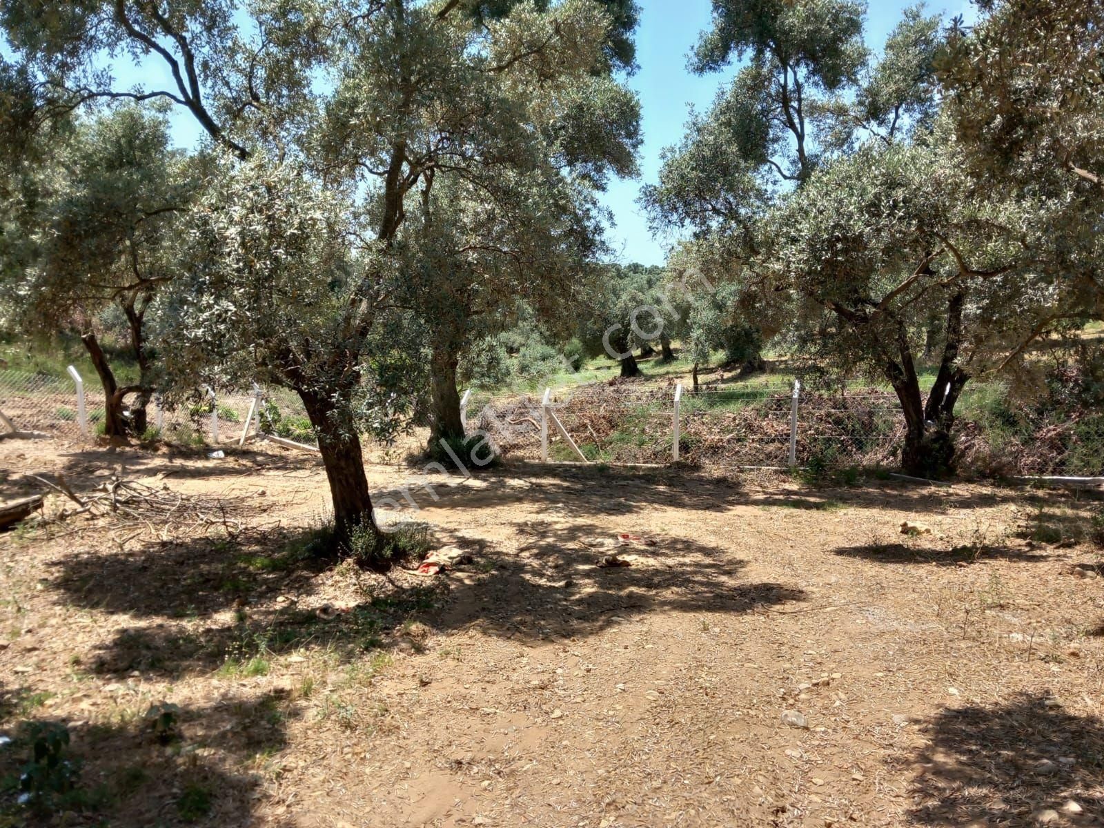 Germencik Neşetiyede 5682 M2 Muhteşem Konumda Zeytinlik - Görsel 21