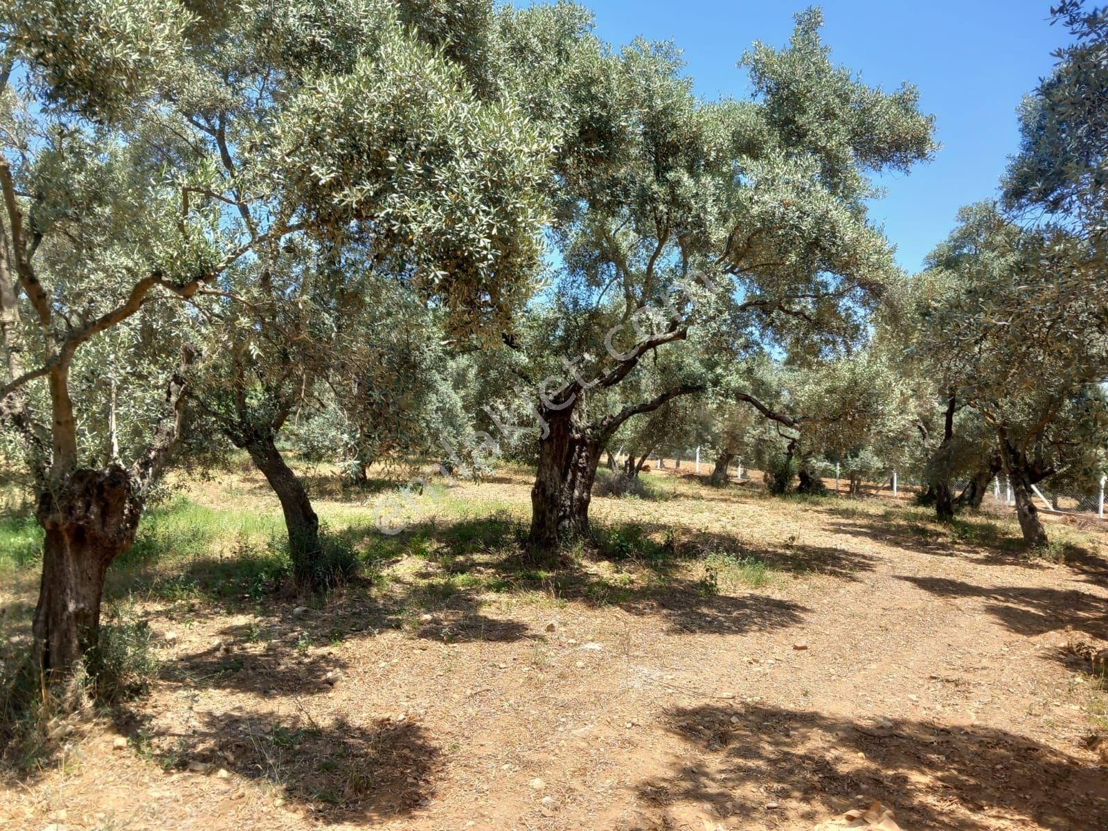 Germencik Neşetiyede 5682 M2 Muhteşem Konumda Zeytinlik - Görsel 23