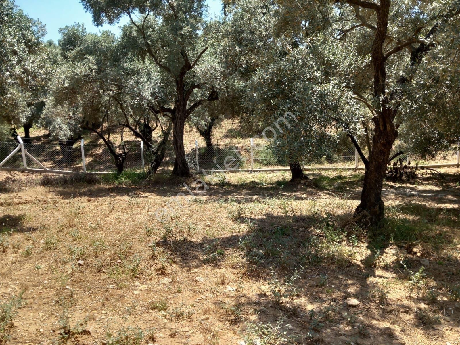 Germencik Neşetiyede 5682 M2 Muhteşem Konumda Zeytinlik - Görsel 15