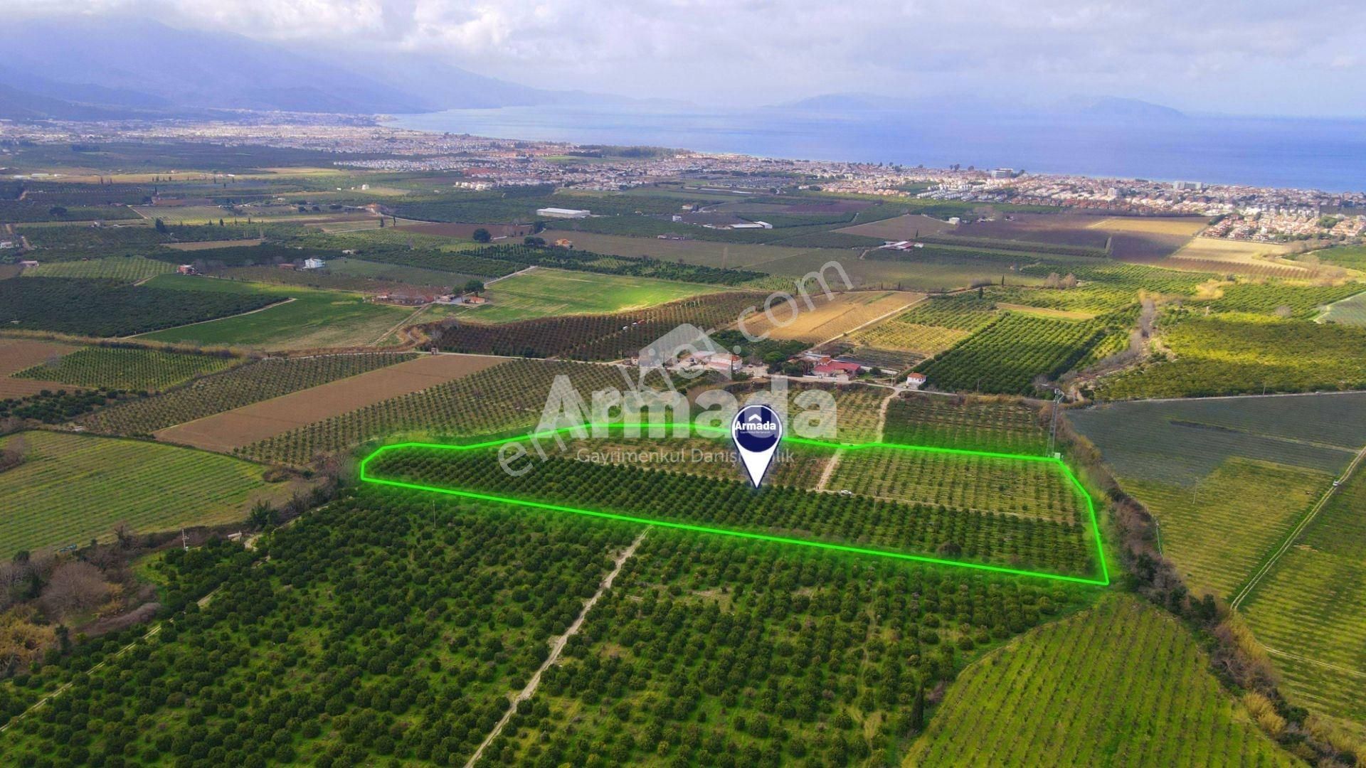 Kuşadası Davutlar Satılık Tarla DAVUTLAR'DA 22 DÖNÜM SATILIK NARENCİYE TARLASI