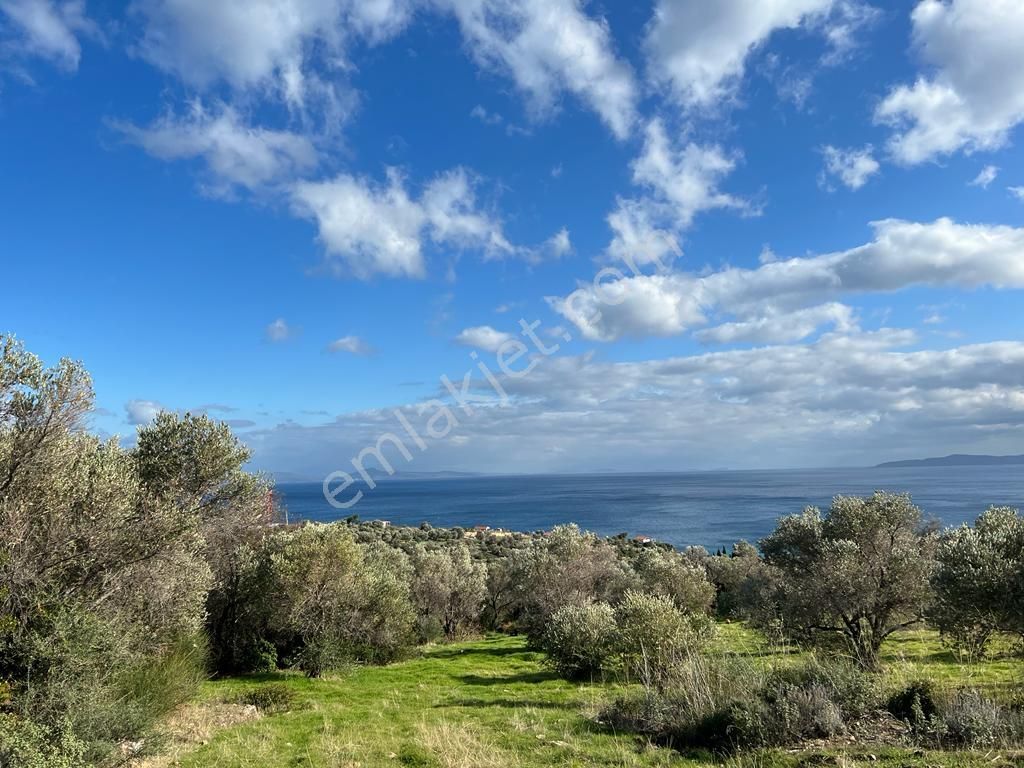 Karaburun Kösedere Satılık Zeytinlik  Karaburun İçmekıyısı Mevkii Deniz Manzaralı Zeytinlik