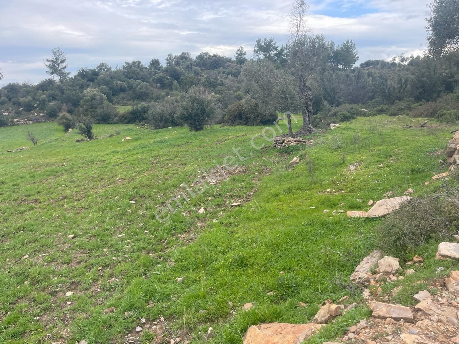 Milas Çiftlik Köyü'nde Fırsat Tarla - Görsel 9