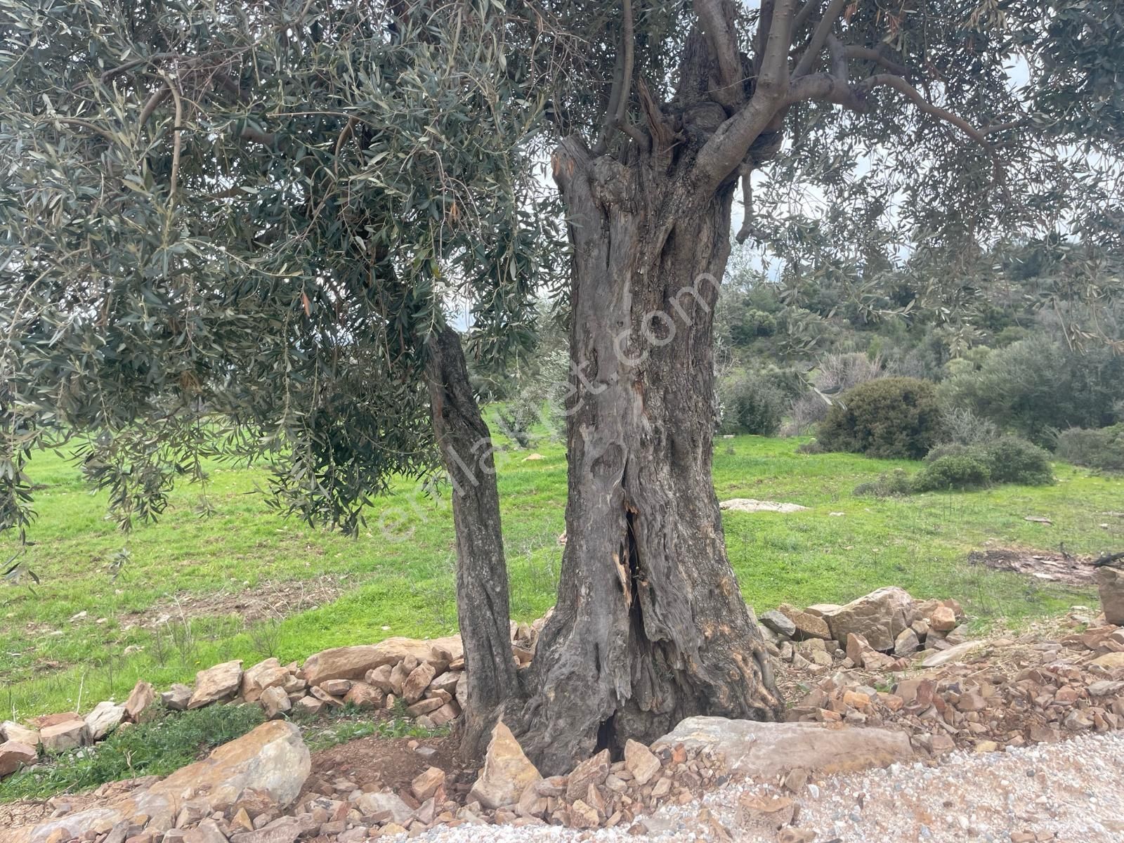 Milas Çiftlik Köyü'nde Fırsat Tarla - Görsel 13