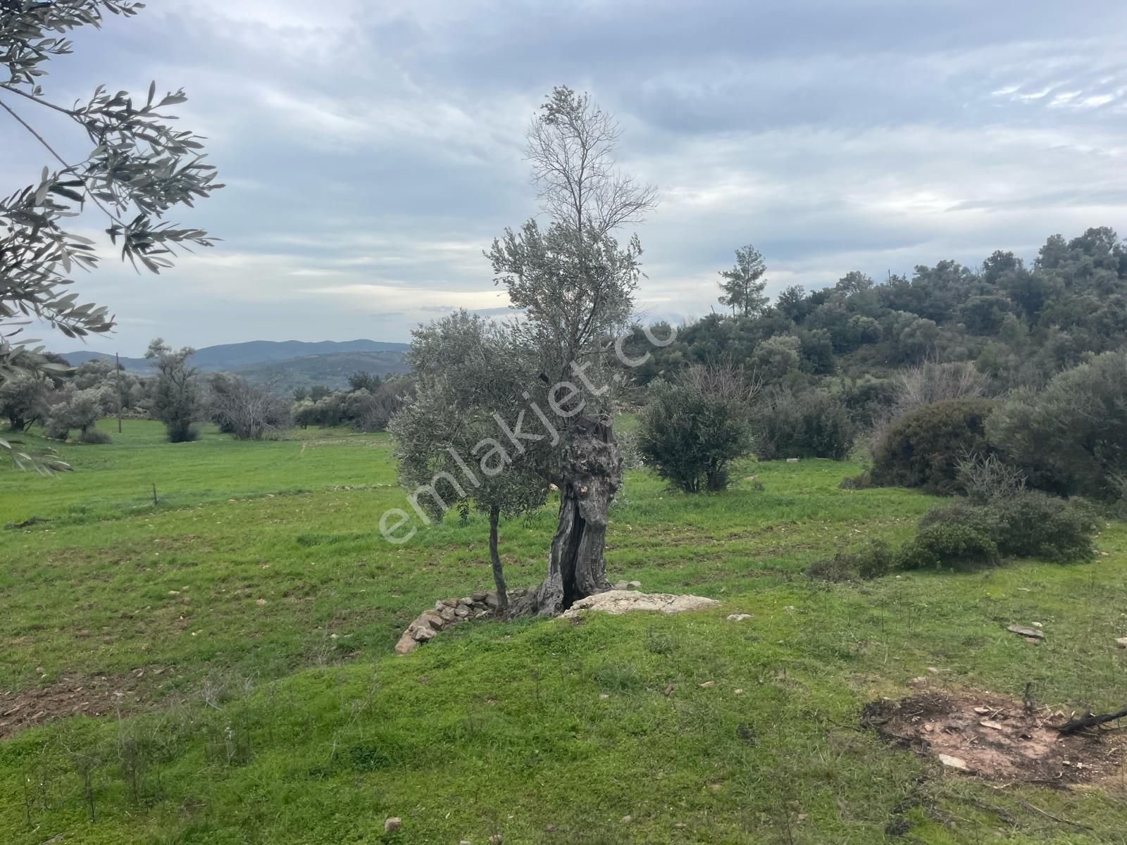 Milas Çiftlik Köyü'nde Fırsat Tarla - Görsel 10