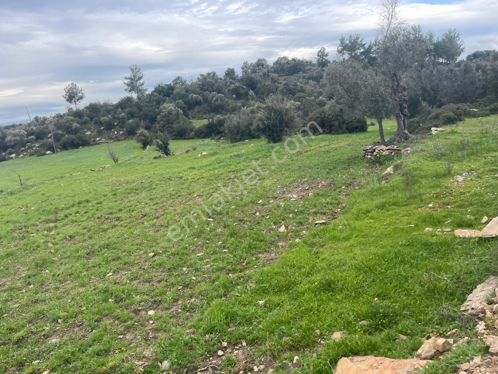 Milas Çiftlik Köyü'nde Fırsat Tarla - Görsel 2