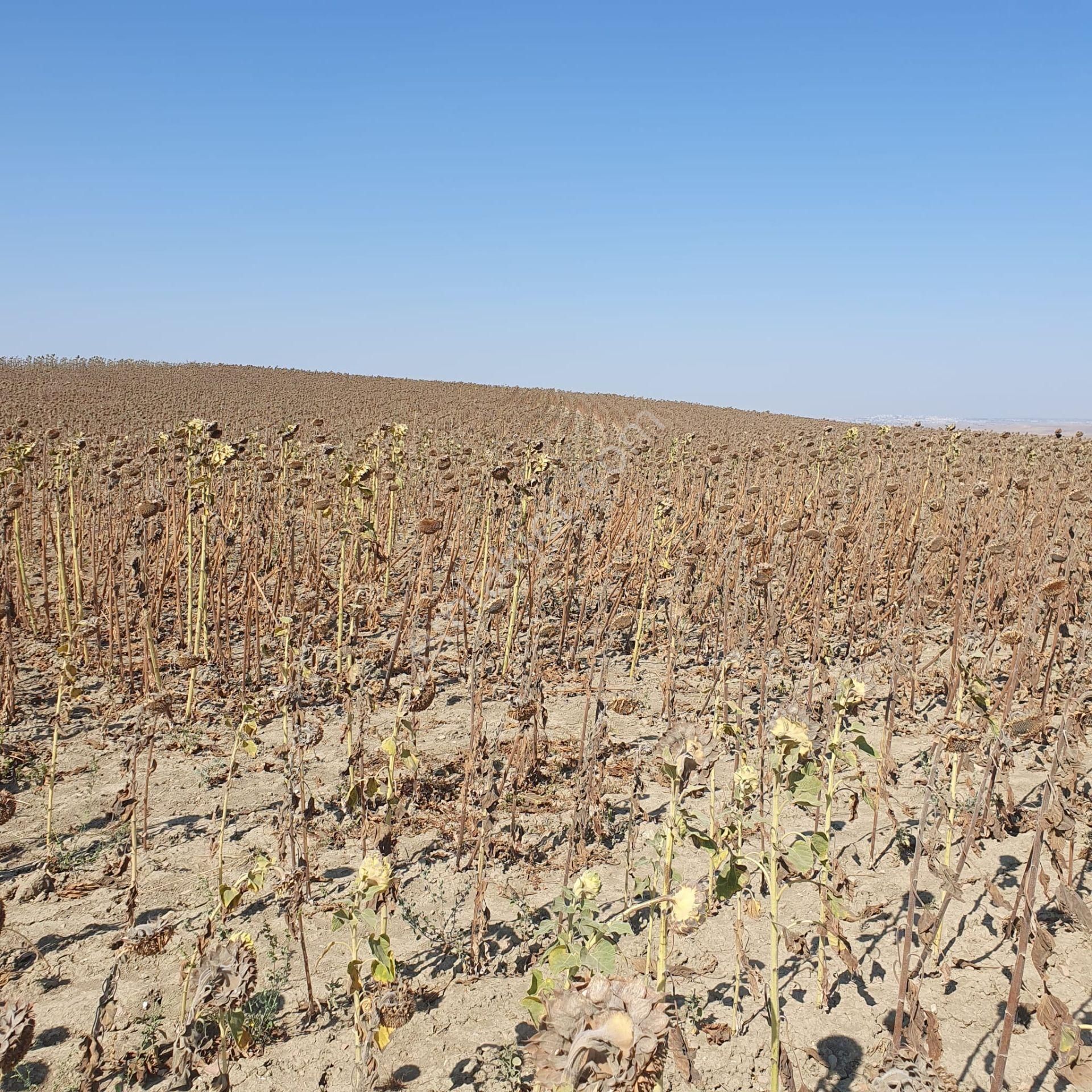 Eşsiz Deniz Manzaralı Toplamda 14.700 M2 Satılık Villa İmarlı Arsa - Görsel 10