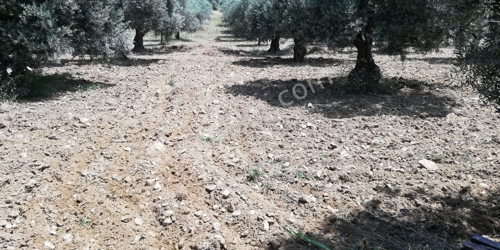 Yazıbaşında Verimli Yetişkin Ağaçlı 38282 M2 Zeytinlik - Görsel 5