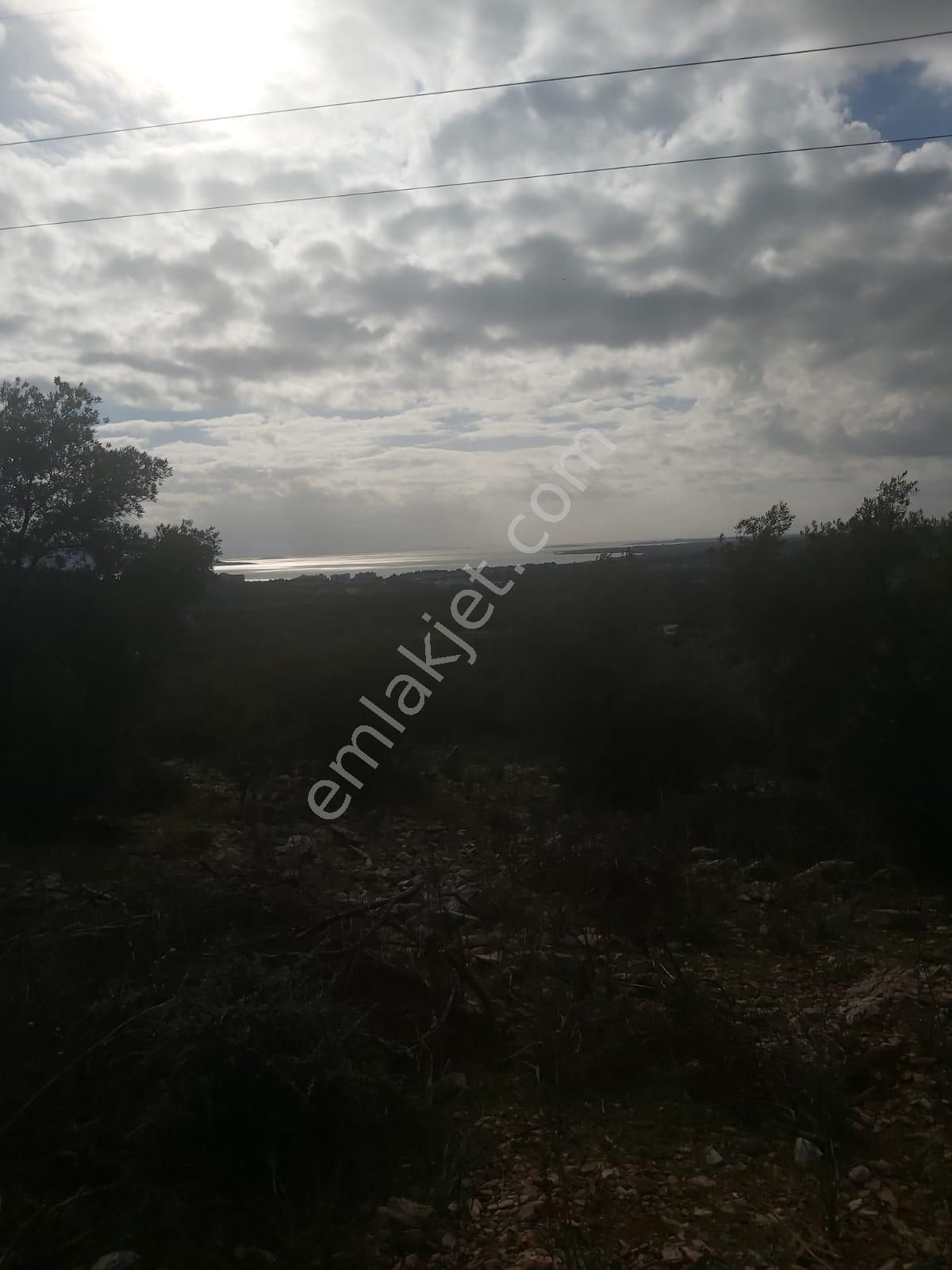 Didimde 8 Dönüm Satılık Tarla - Görsel 9