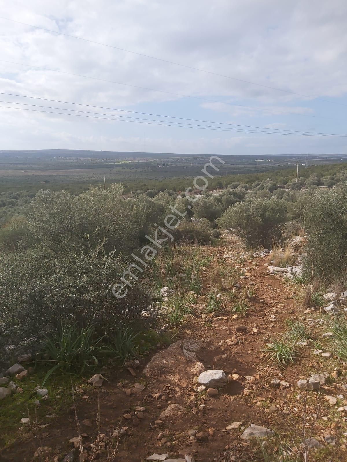 Didimde 8 Dönüm Satılık Tarla - Görsel 5