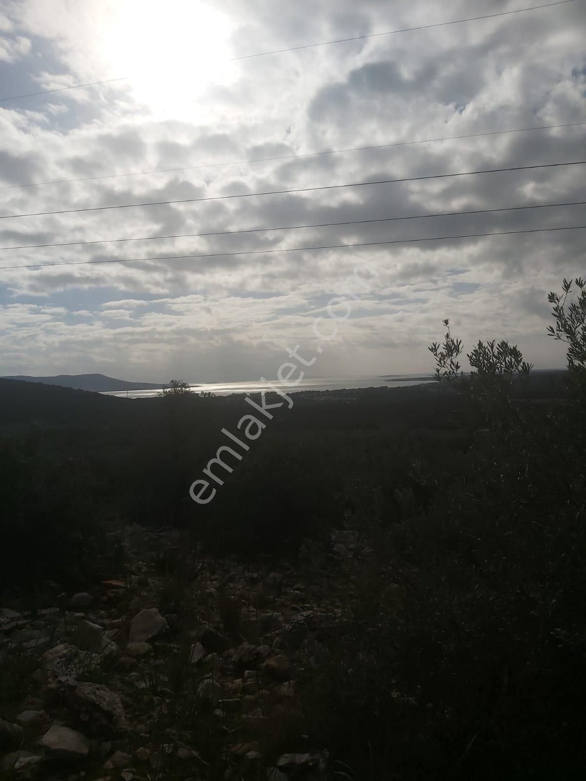 Didimde 8 Dönüm Satılık Tarla - Görsel 6