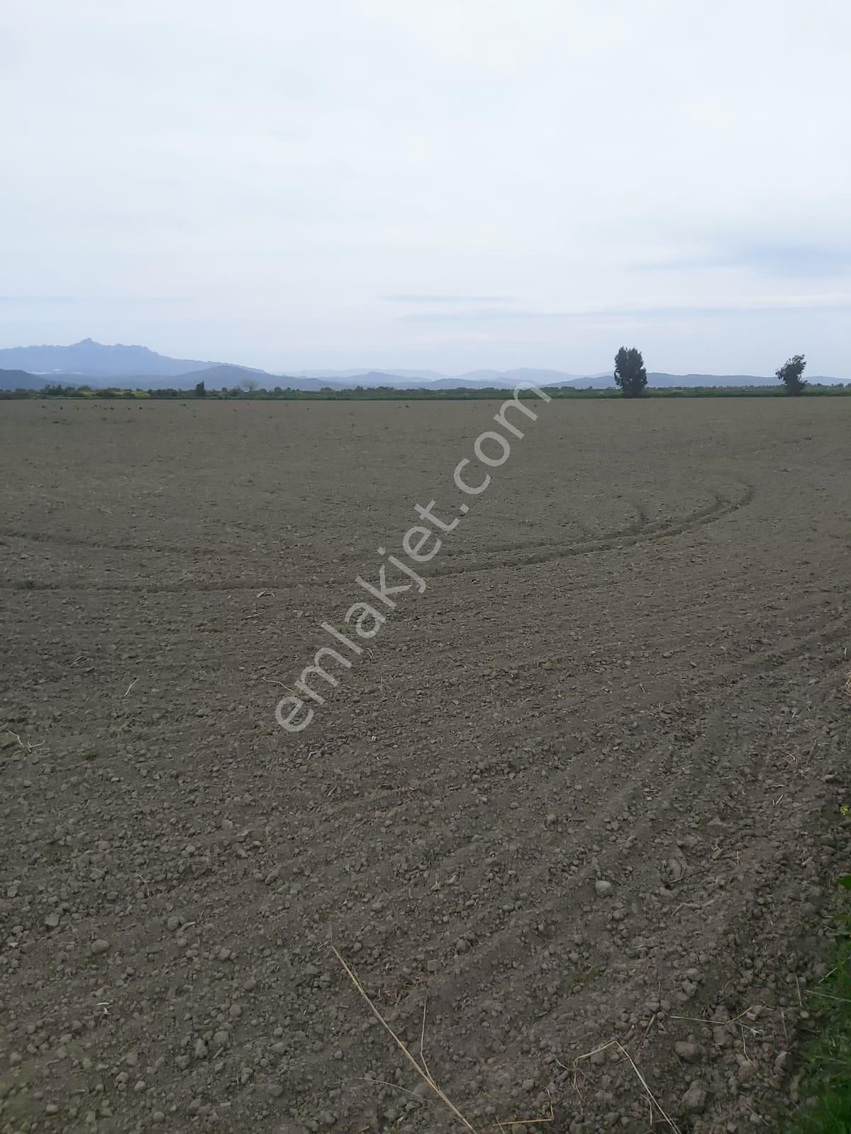 95dönüm Satılık Pamuk Tarlası - Görsel 2