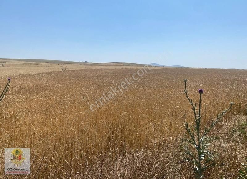 Resmi Yolu Olan 13 Dönüm Kaçırılmayacak Yatırım Tarlası - Görsel 26