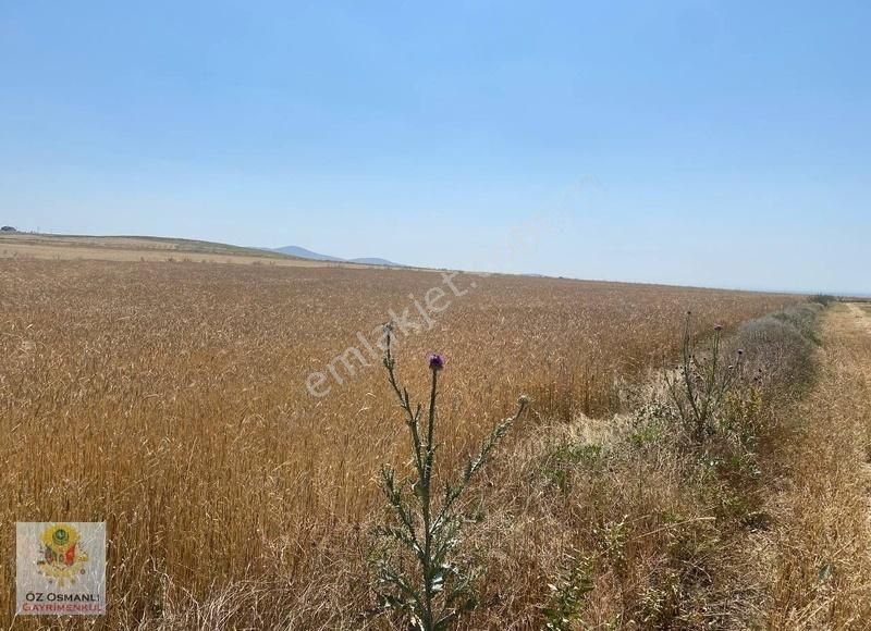 Resmi Yolu Olan 13 Dönüm Kaçırılmayacak Yatırım Tarlası - Görsel 2