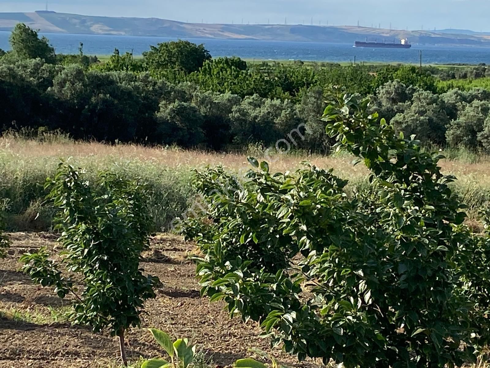 Lapseki Çardak Bld. (Tekke) Satılık Tarla Sahibinden İmara Yakın Boğaz-deniz Manzaralı Bakımlı Hurma Bahçesi.