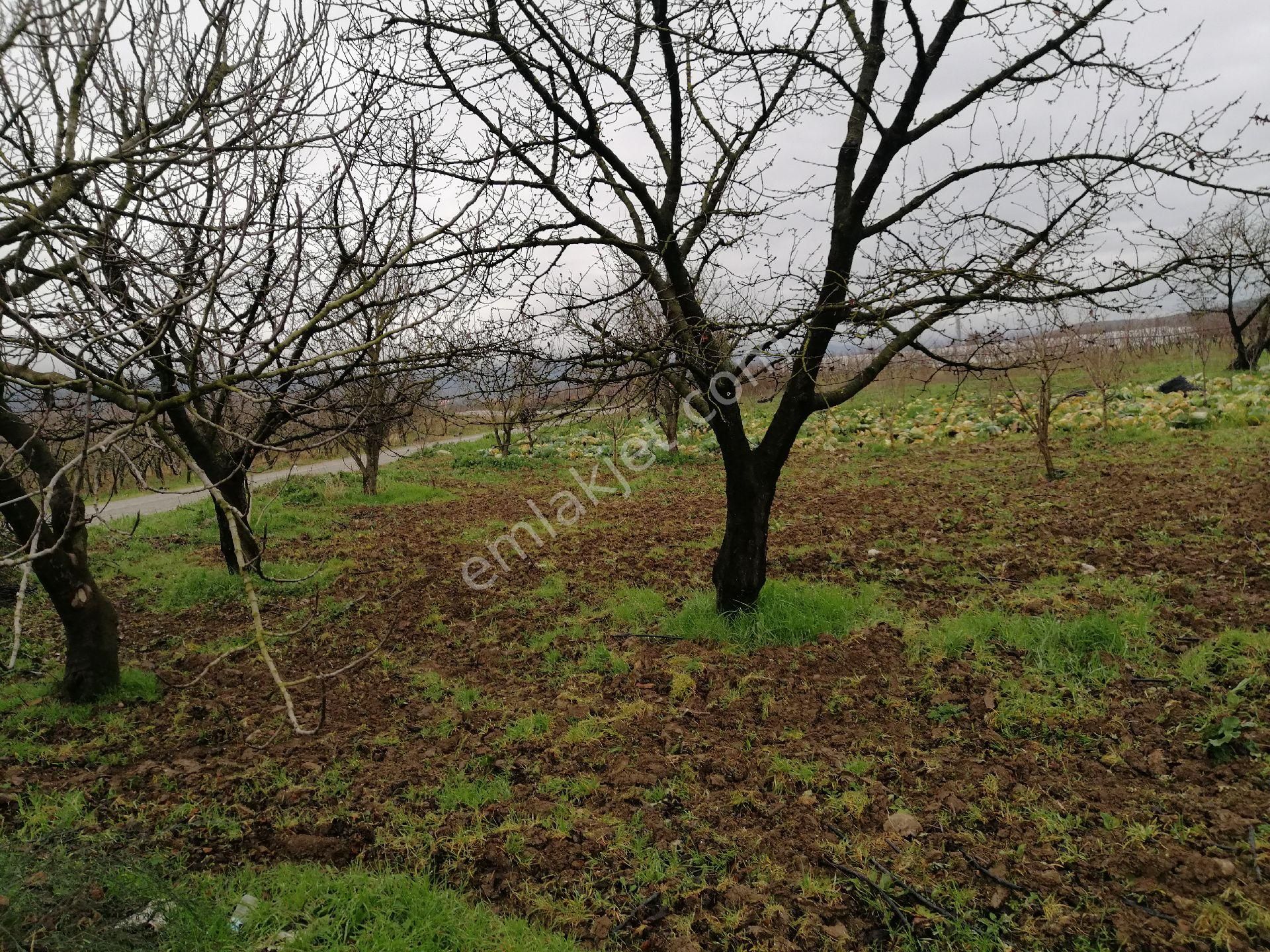 İznik Dereköy Satılık Bağ & Bahçe İznik Güven Emlaktan Satılık Meyve Bahçesi.