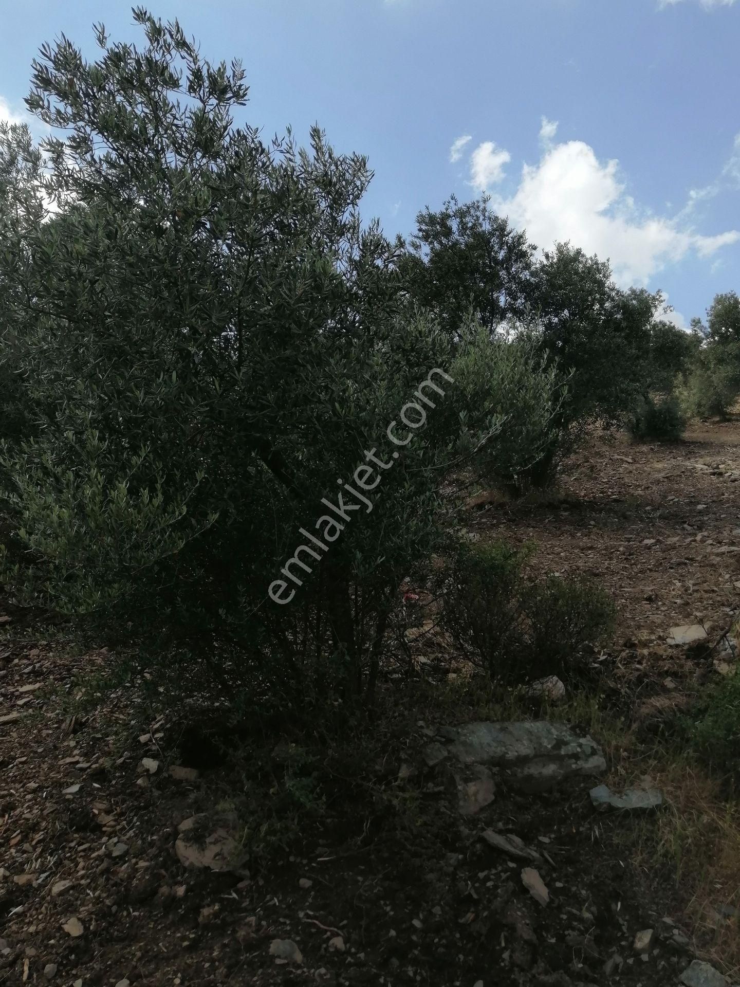 İzmir Torbalı Gold Emlaktan Satılık Zeytinlik - Görsel 7