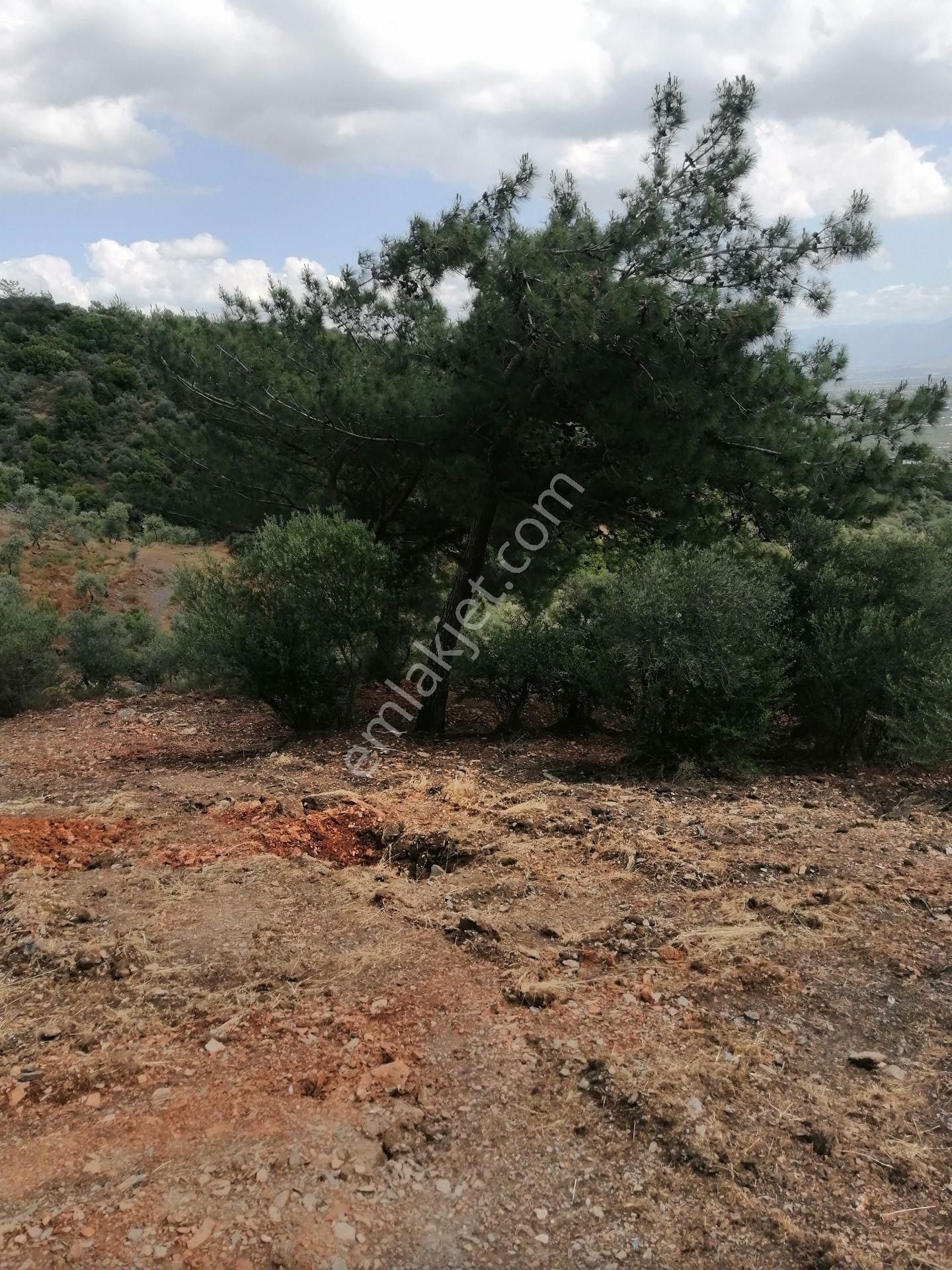 İzmir Torbalı Gold Emlaktan Satılık Zeytinlik - Görsel 11