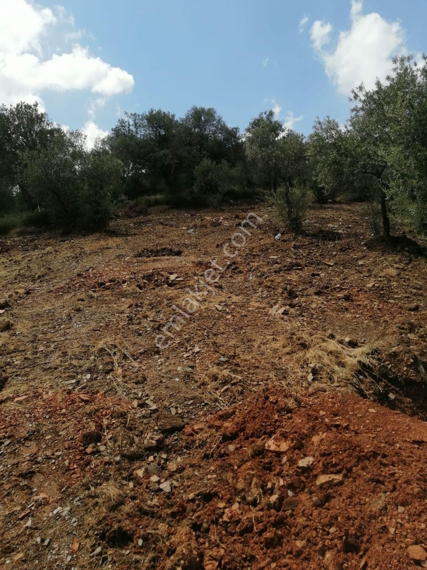 İzmir Torbalı Gold Emlaktan Satılık Zeytinlik - Görsel 32