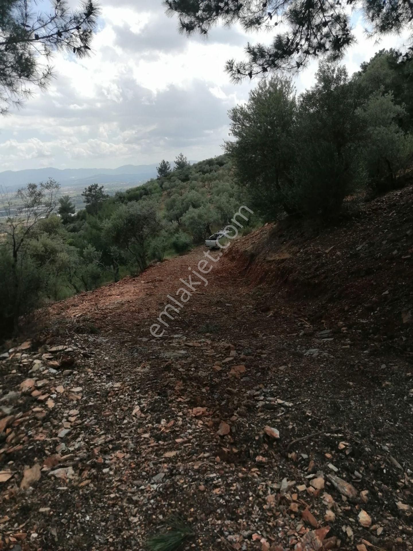 İzmir Torbalı Gold Emlaktan Satılık Zeytinlik - Görsel 20