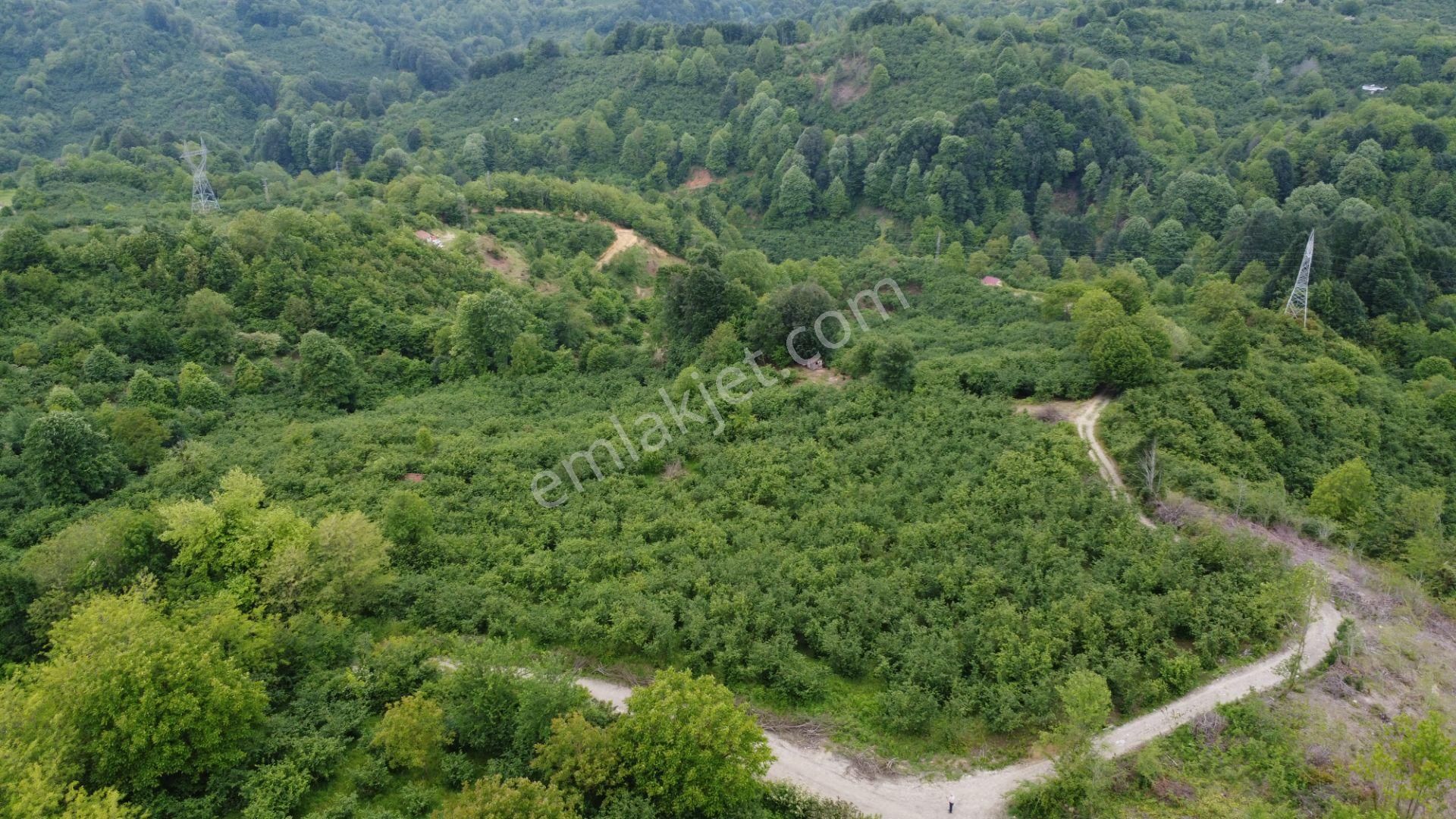 Düzce Merkez Boğaziçi Bld. (Dokuzpınar) Satılık Tarla Mükemmel Doğa Manzaralı 6.439m2 Fındık Bahçesi