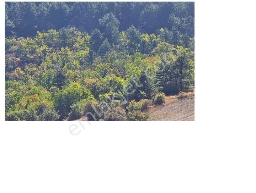 Nallıhan Sarıkaya Satılık Bağ & Bahçe  Acil ihtiyaçtan Sarıkaya Mah. orman içinde 285m2 Bahçe yeri arsa 