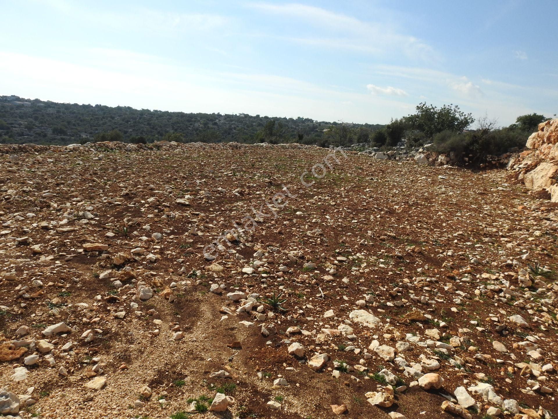 Silifke Narlıkuyu Satılık Tarla Narlıkuyu Hasanaliler De Deniz Ve Kale Manzaralı Satılık 1400 M2 Tarla!!!