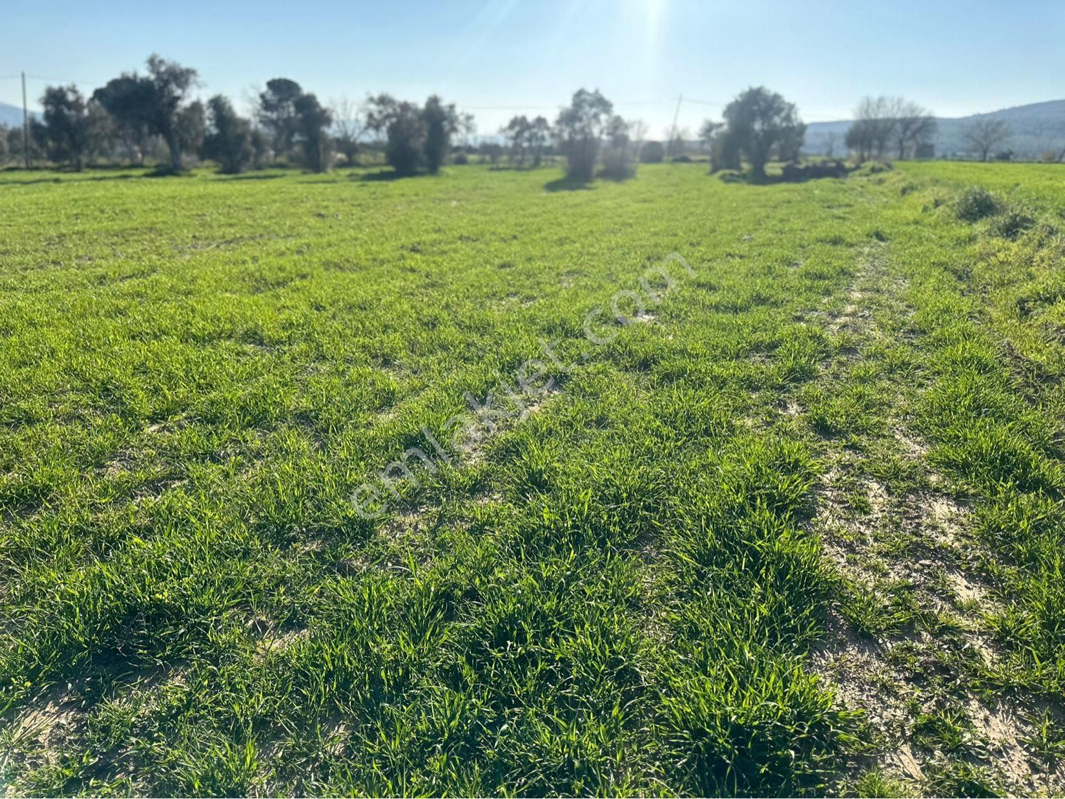 Milas Bodrum Arasında Kuzyakada 8500m2 Anayola Sıfır Satılık Tarla - Görsel 27