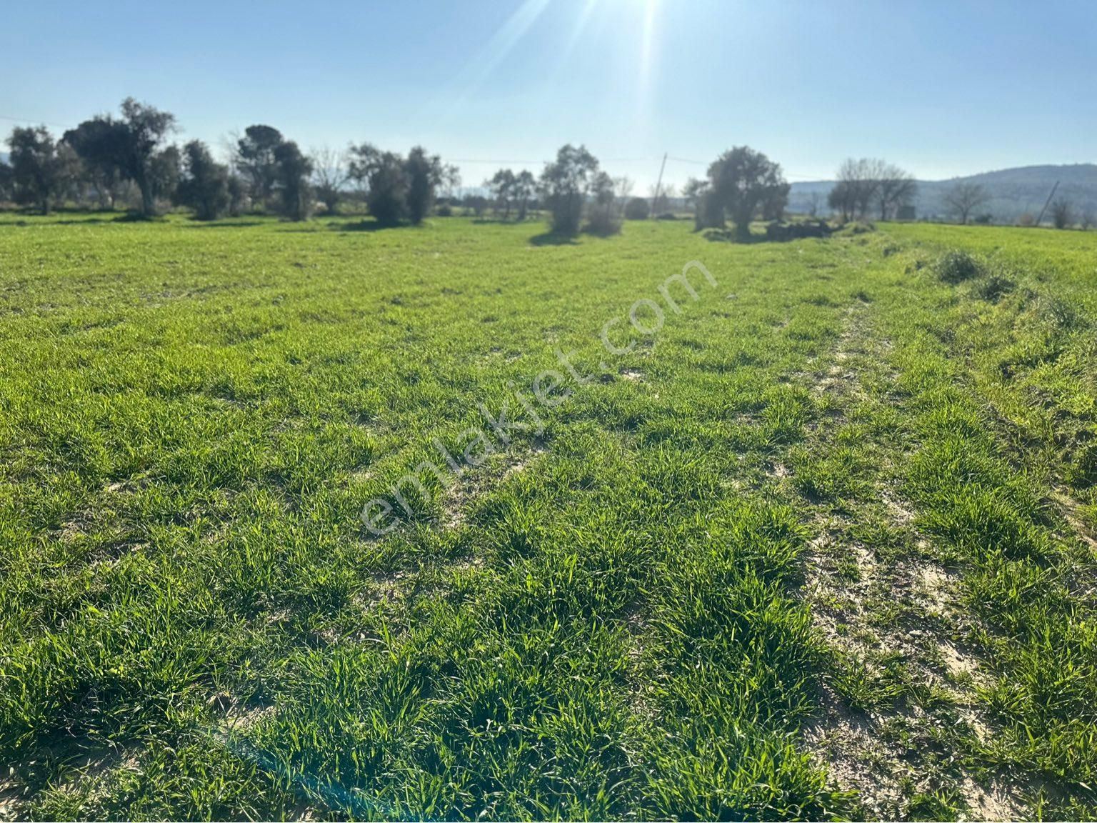 Milas Bodrum Arasında Kuzyakada 8500m2 Anayola Sıfır Satılık Tarla - Görsel 24