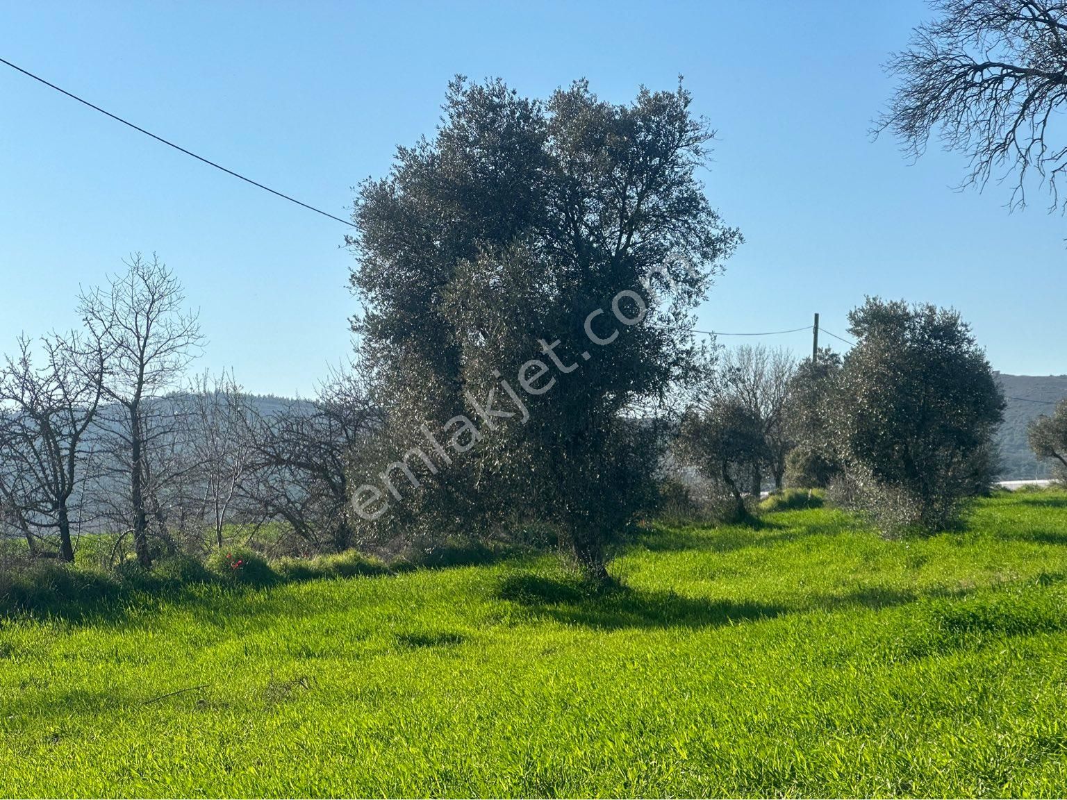 Milas Bodrum Arasında Kuzyakada 8500m2 Anayola Sıfır Satılık Tarla - Görsel 7