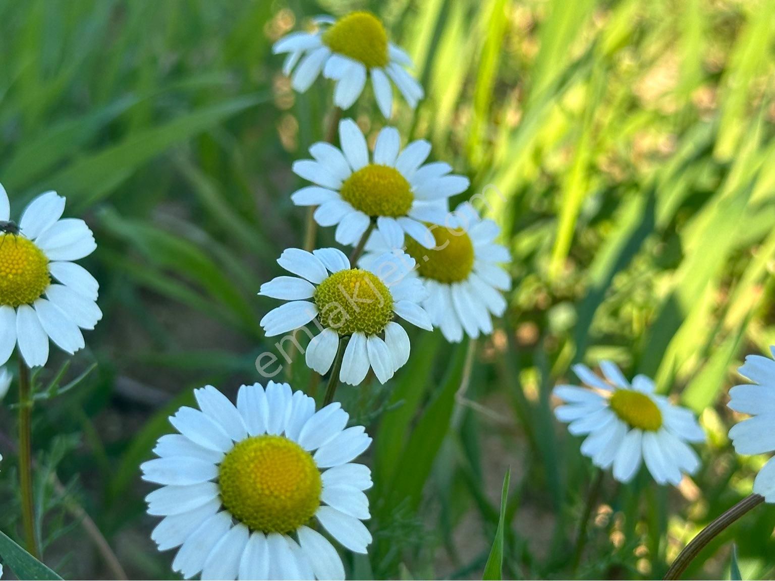 Milas Bodrum Arasında Kuzyakada 8500m2 Anayola Sıfır Satılık Tarla - Görsel 21