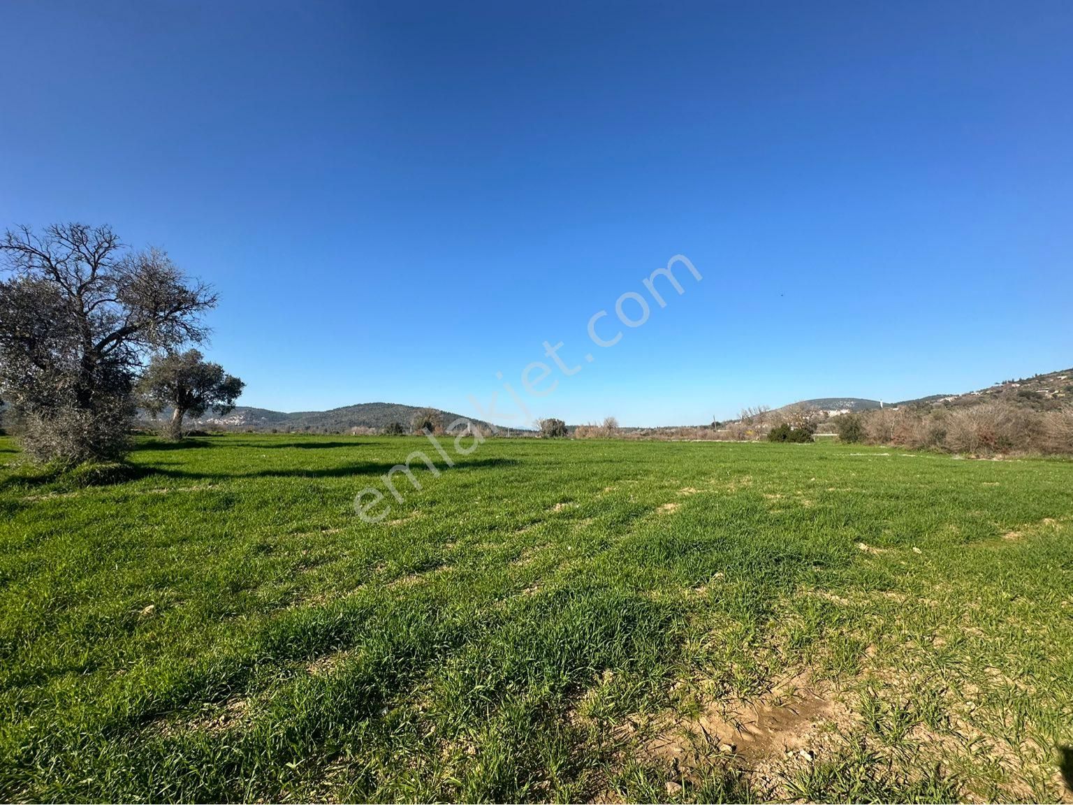 Milas Bodrum Arasında Kuzyakada 8500m2 Anayola Sıfır Satılık Tarla - Görsel 15