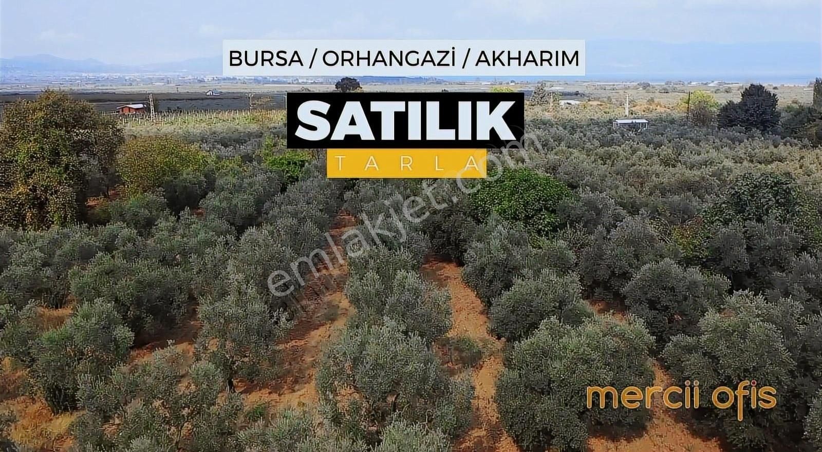 Orhangazi Akharem Satılık Zeytinlik GEMLİK İZNİK ANA ASFALT ÜZERİ SATILIK TARLA