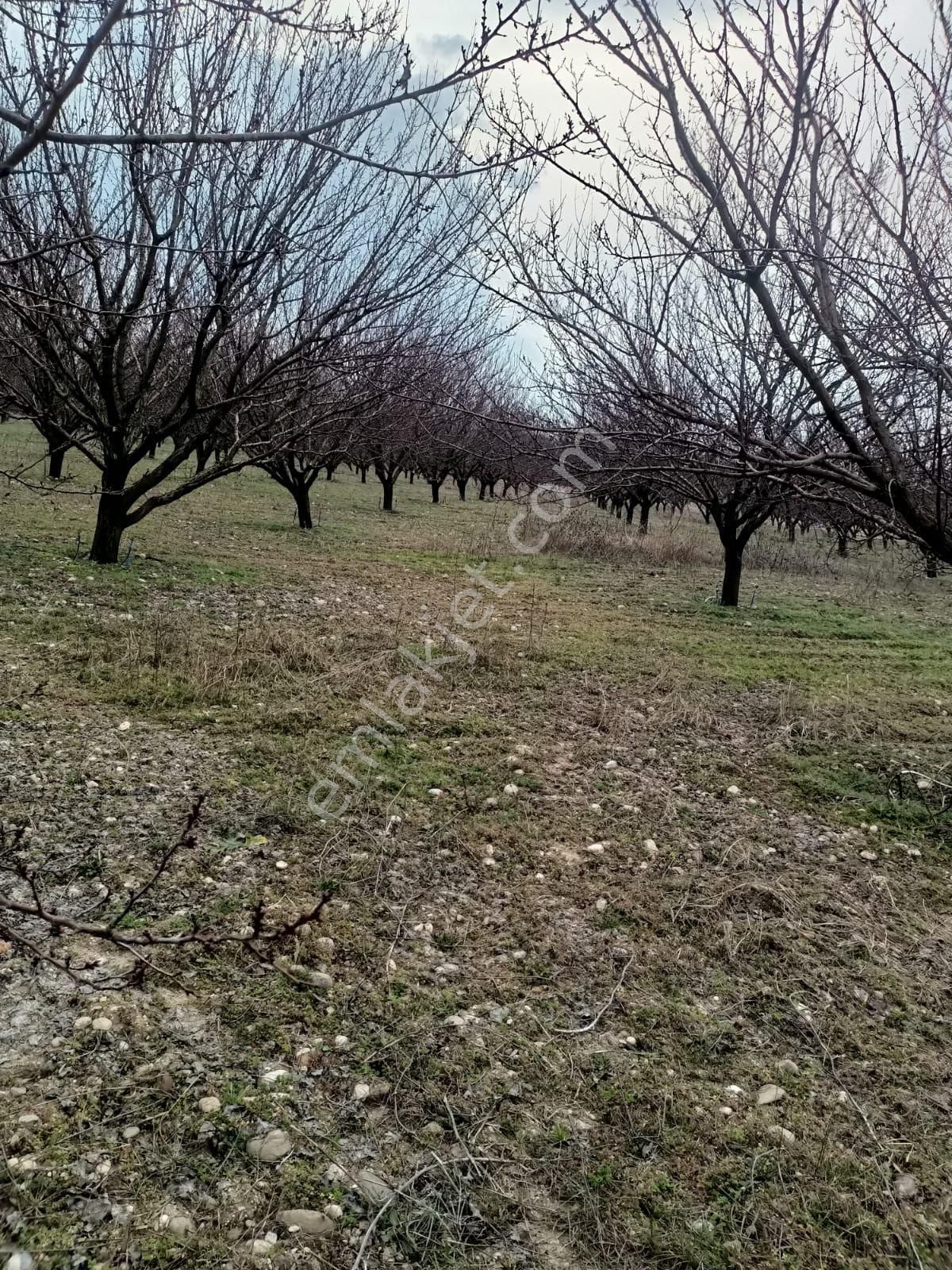 Yazıhan Sinanlı Satılık Bağ & Bahçe yazılan sinan köyü hudutları içerisinde kalan çıiflik kaysi bahcesi