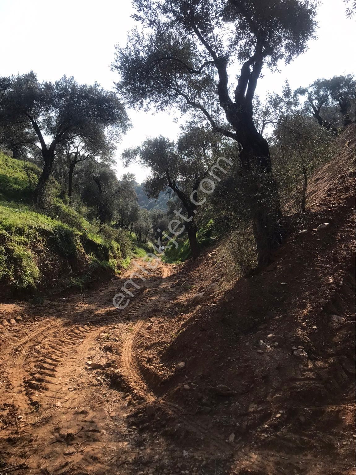 Aydın Nazilli Dallıcada Satılık Fırsat Zeytinlik Bahçe - Görsel 2