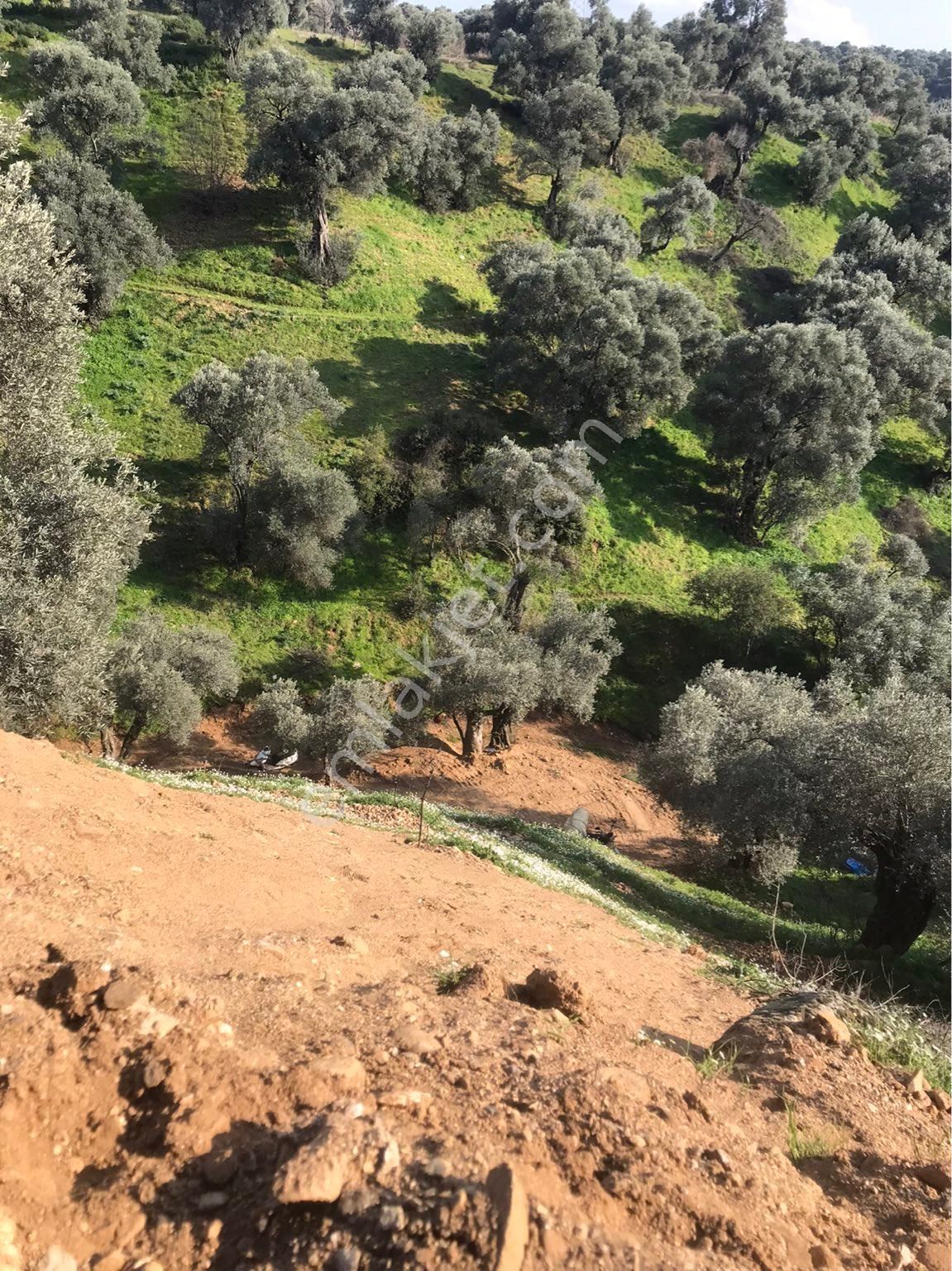 Aydın Nazilli Dallıcada Satılık Fırsat Zeytinlik Bahçe - Görsel 18