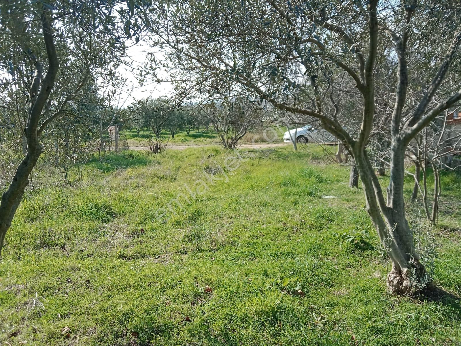 Şarköy Camikebir Satılık Villa İmarlı  PROJE ONAYLI İMARLI ARSA BURAK EMLAKTAN