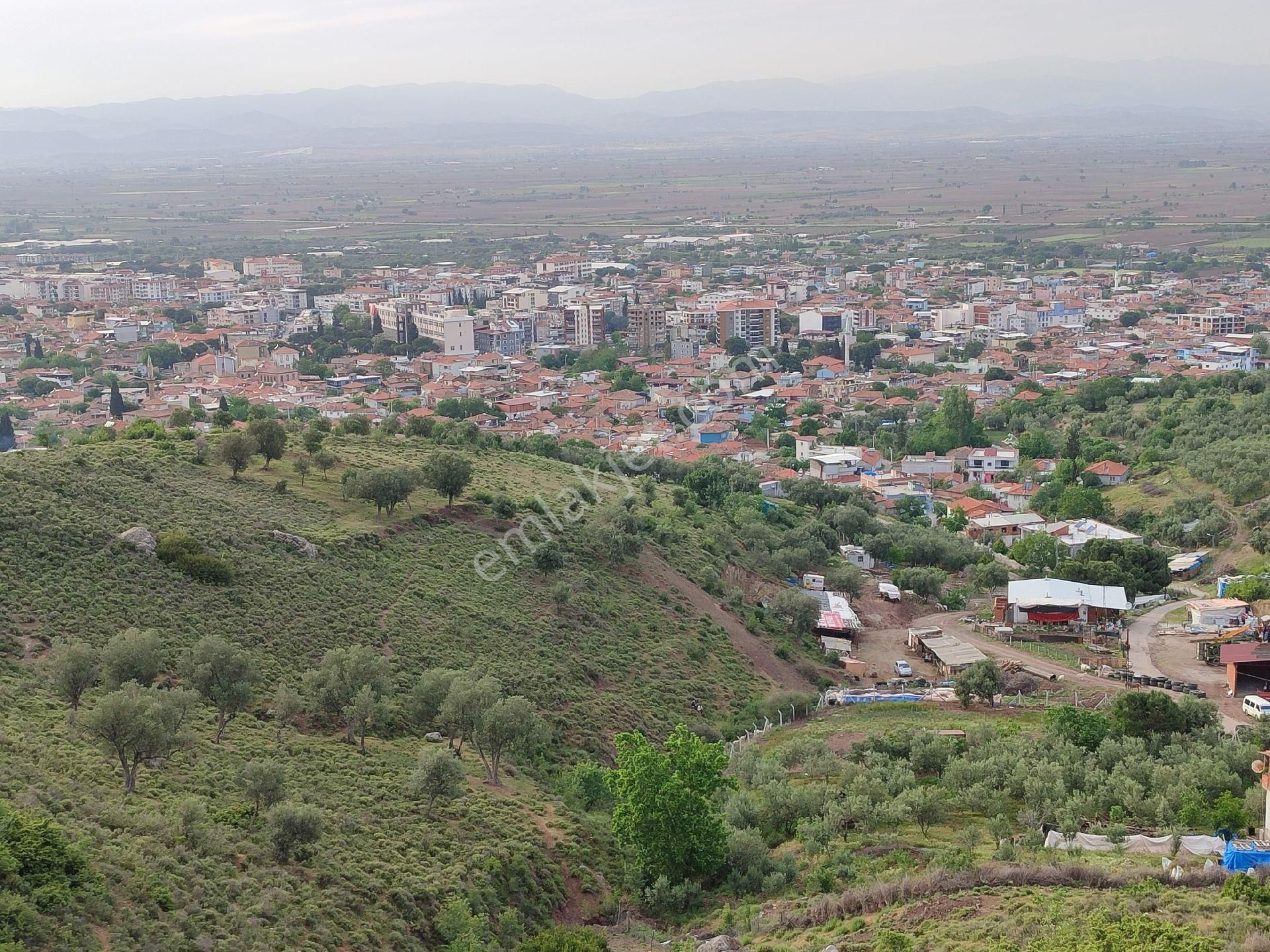 Kınık Yukarı Satılık Zeytinlik Tan İnşaat Emlak'tan satılık zeytinlik