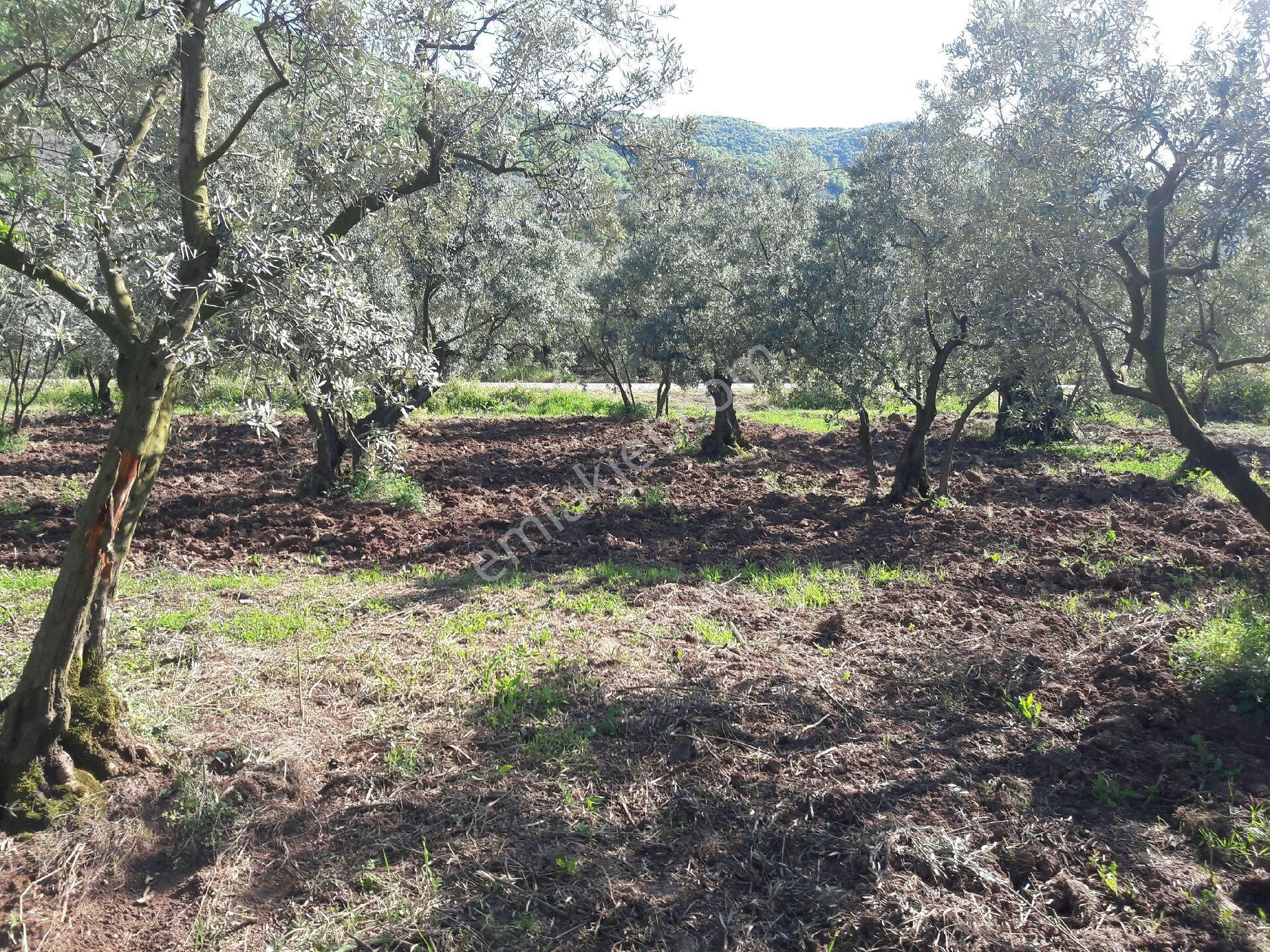 Orhangazi Gedelek Satılık Zeytinlik Orhangazigedelek mah 1050 m2bakımlı zeytinlik