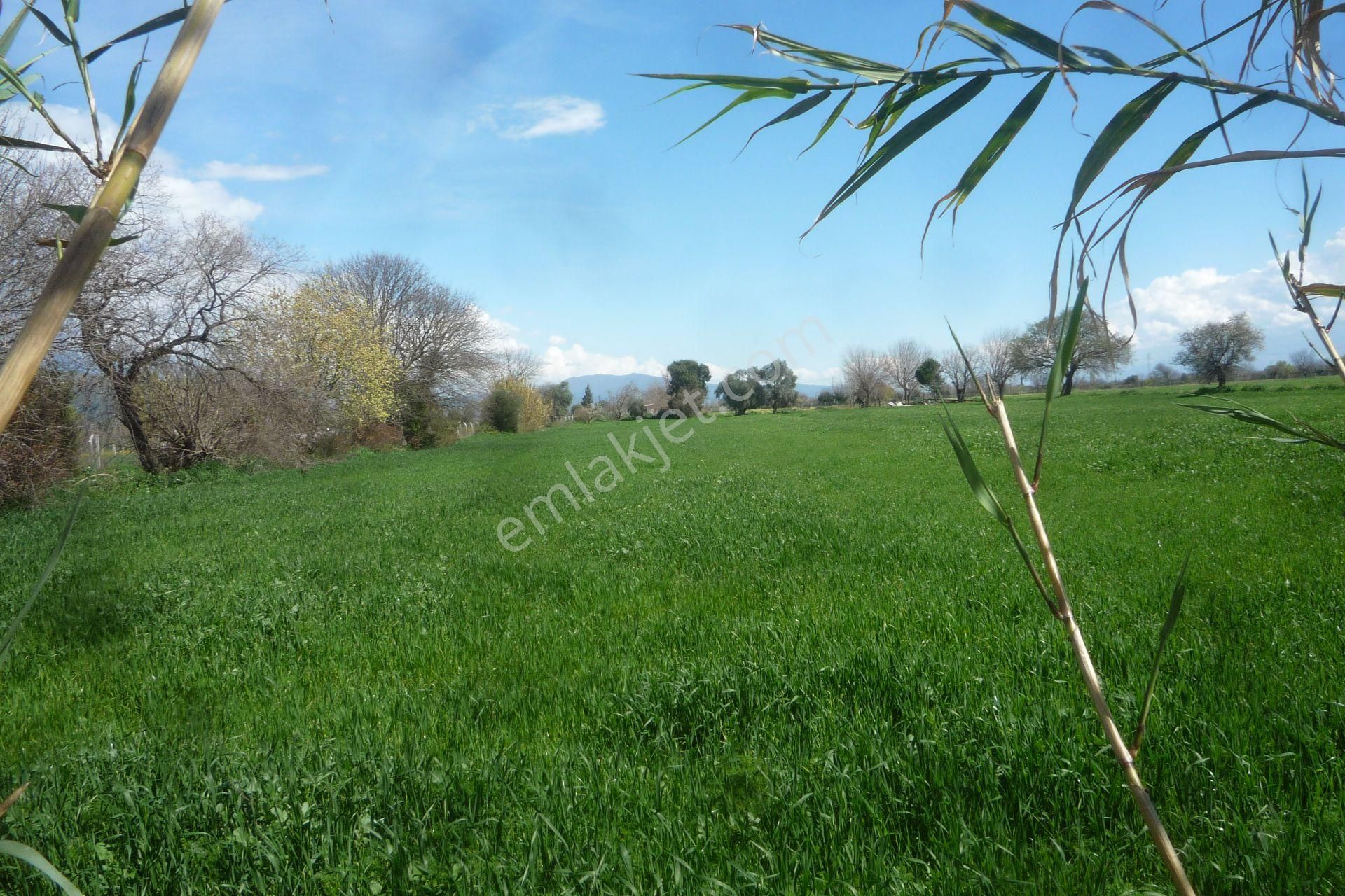 İzmir Torbalı Gold Emlaktan Satılık Kıymetli Tarla - Görsel 6