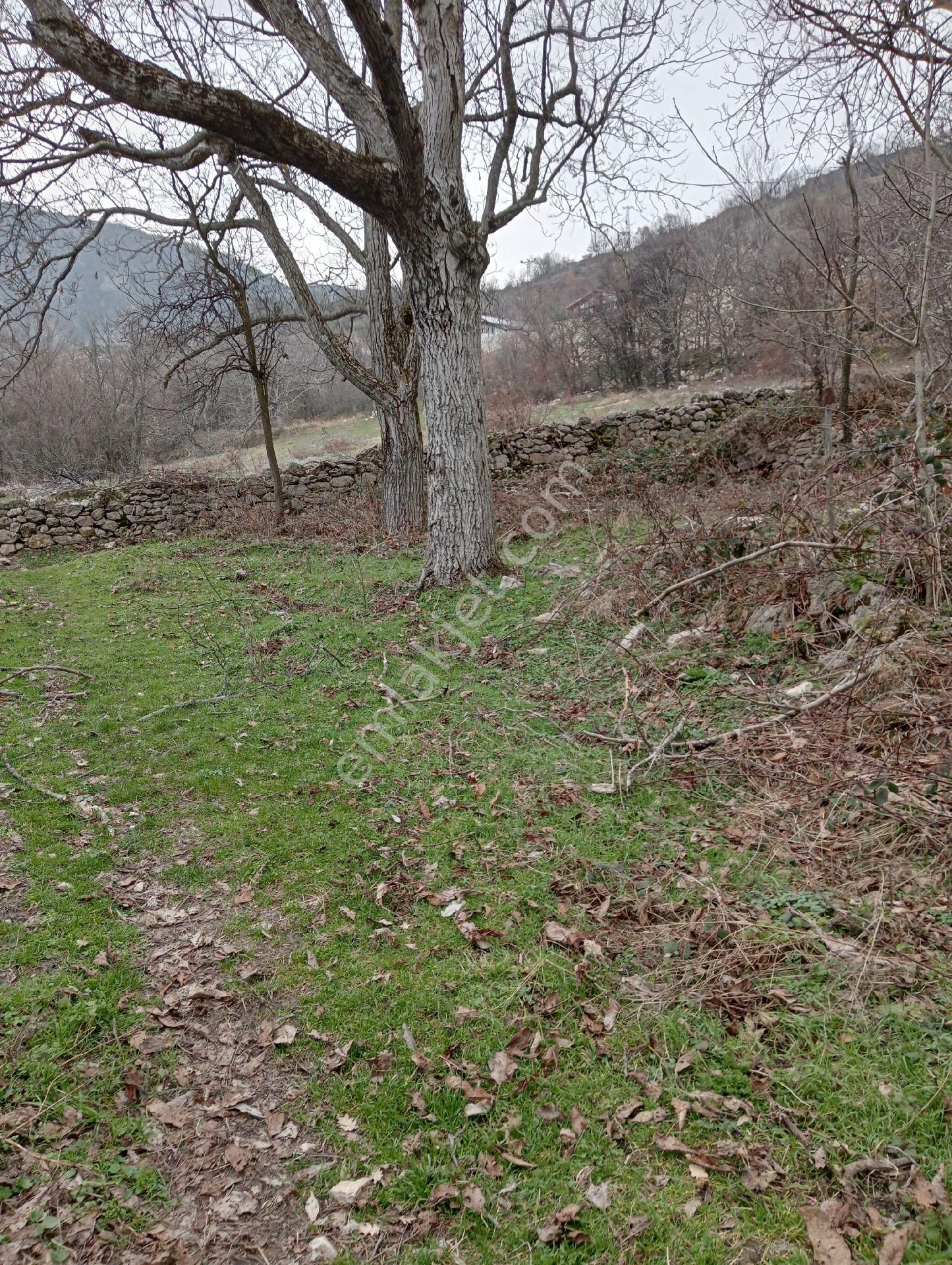 Safranbolu Yukarıdana Köyü (Merkez) Satılık Bağ & Bahçe Safranbolu Yukarı danaköyde 519 m2 satılık bahçe 