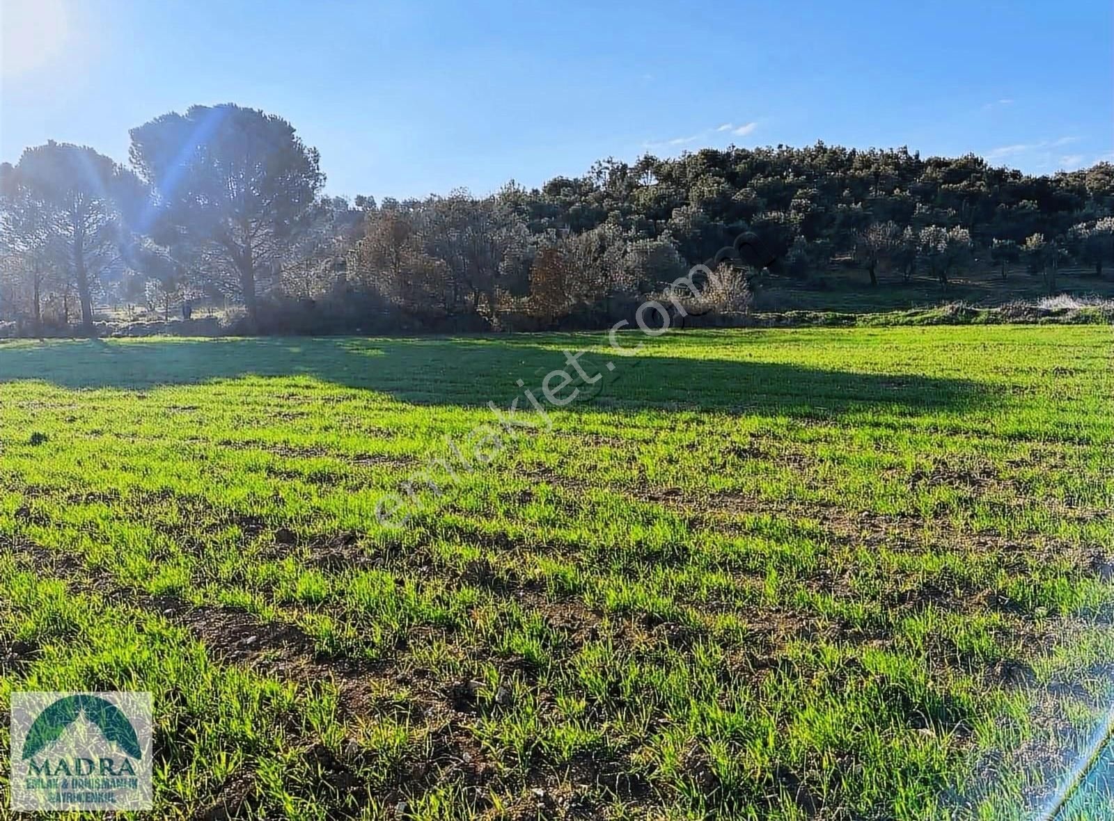 Burhaniye Tahtacı Satılık Tarla BALIKESİR BURHANİYE TAHTACI KÖYÜ TARLA