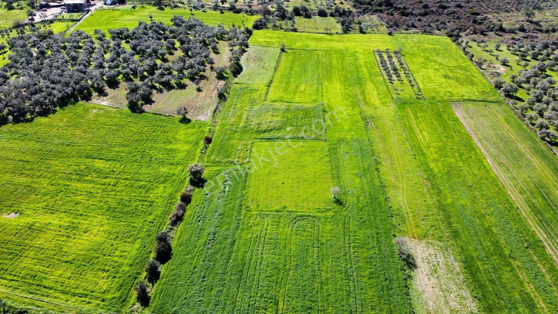 Milas Dörttepe Satılık Tarla MİLAS DÖRTTEPE'de SATILIK 5286 M2 DOĞA MANZARALI TARLA