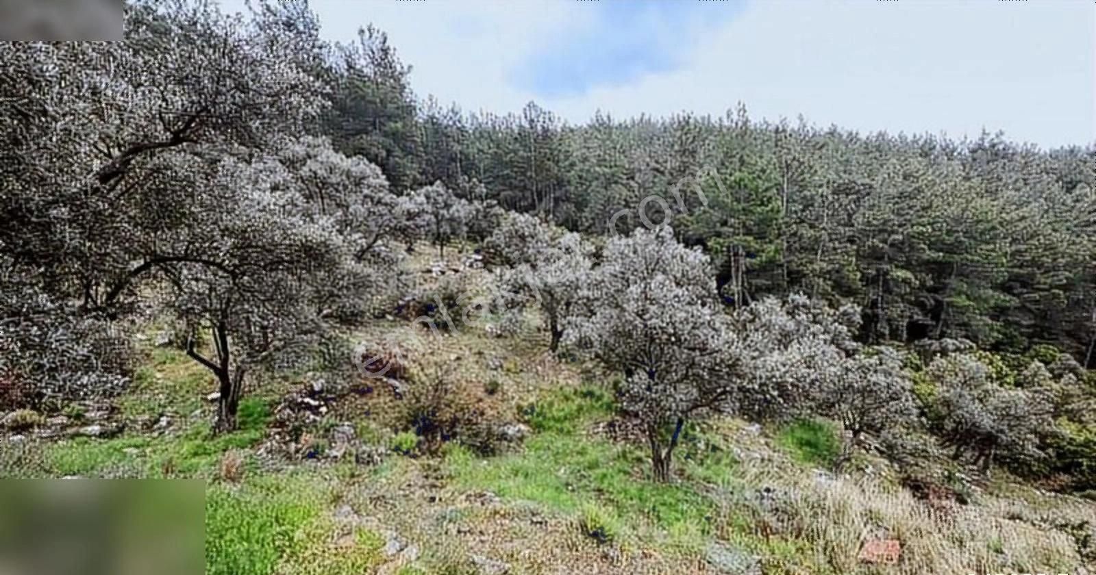 Milas Kısırlar Da Asfalta Sıfır Köyiçi Bahçe