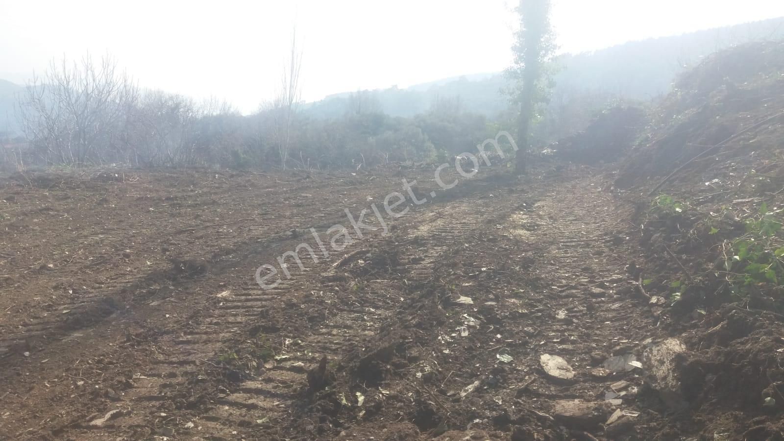 Koyuncu Group Tan Bayındır Kızıloba Da Satılık Zeytınlık - Görsel 9