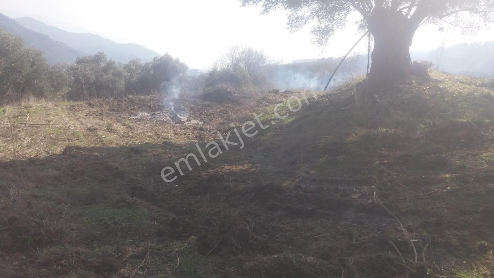 Koyuncu Group Tan Bayındır Kızıloba Da Satılık Zeytınlık - Görsel 12