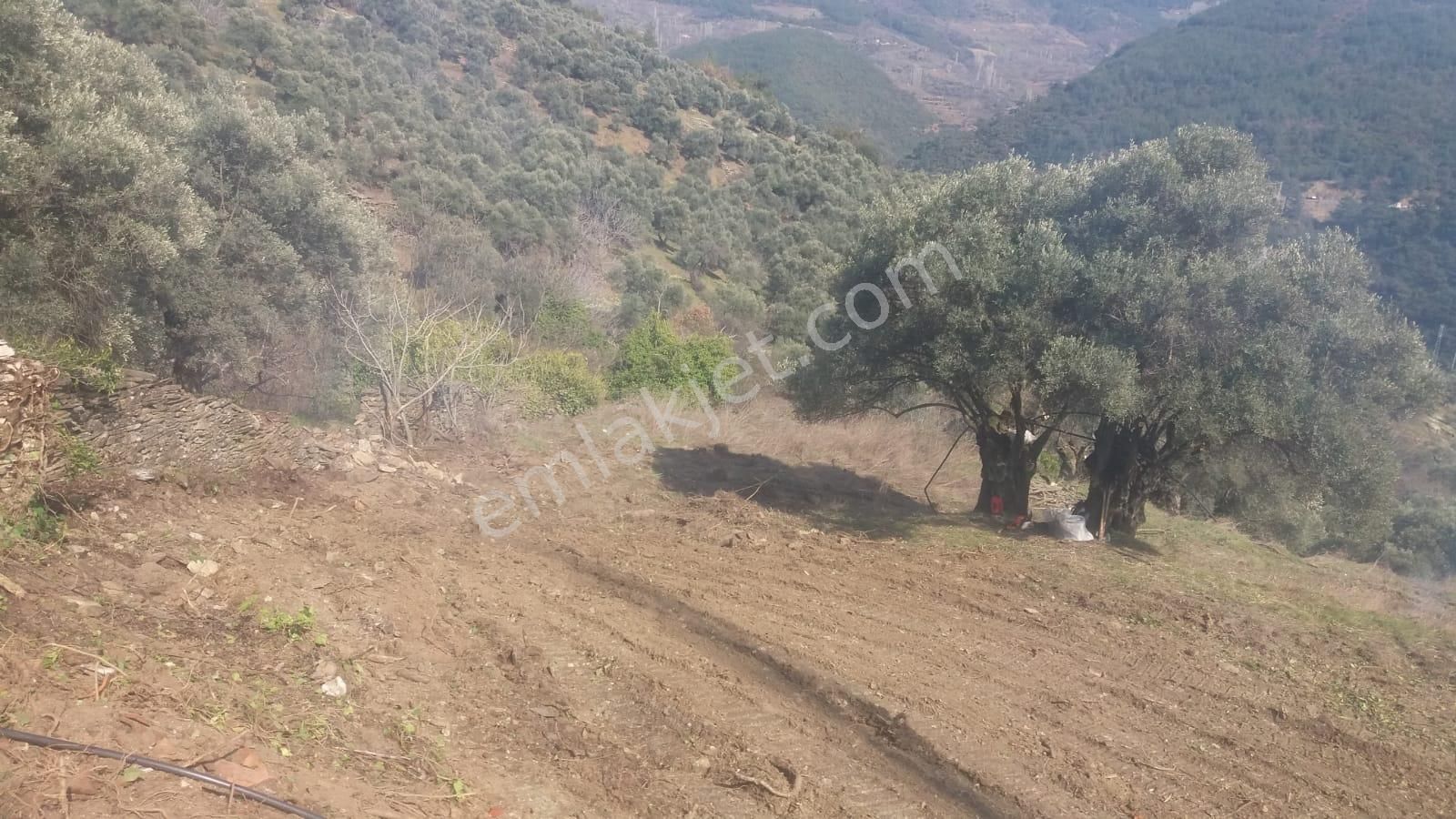 Koyuncu Group Tan Bayındır Kızıloba Da Satılık Zeytınlık - Görsel 7
