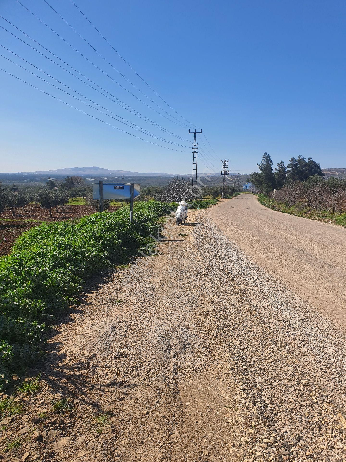 Kilis Merkez Öncü Pınar Satılık Zeytinlik SAVAŞ GAYRİMENKUL DEN SATILIK ZEYTİNLİK 