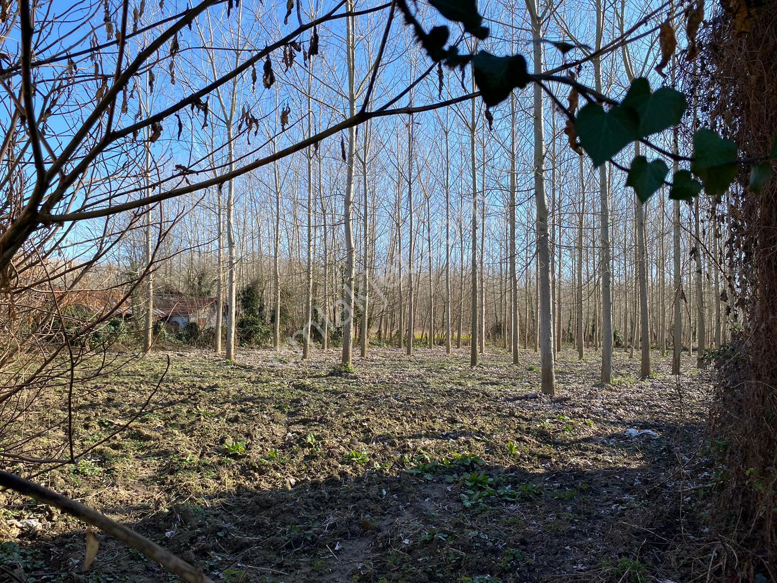 Sahibinden Sakarya/akyazı Acil Satılık 4+1 Villa Ve İmarlı Arsa Toplam 4001 Metrekare - Görsel 6