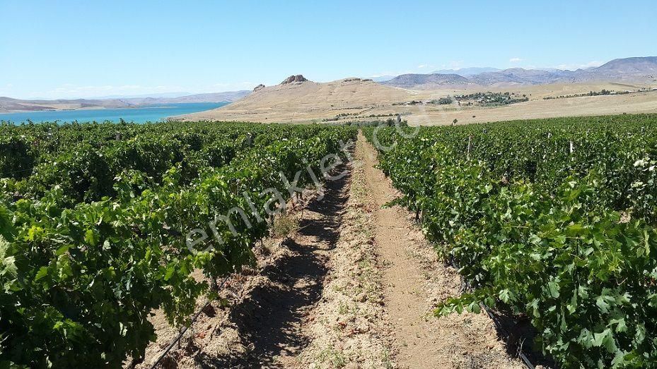 Elazığ Merkez Aydıncık Köyü (Alibey) Satılık Bağ & Bahçe Göl Manzaralı Ticari Potansiyelli 52.550m2 Ekoturizm Üzüm Bağı %